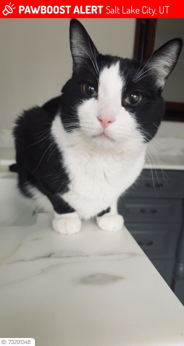 Lost Male Cat last seen Near e Logan Ave, Salt Lake City, UT 84105