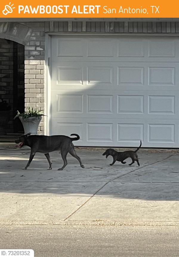 Found/Stray Unknown Dog last seen Scobee Elementary (cedar park and Cascade oak), San Antonio, TX 78249