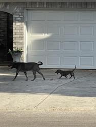 Found/Stray Unknown Dog last seen Scobee Elementary (cedar park and Cascade oak), San Antonio, TX 78249
