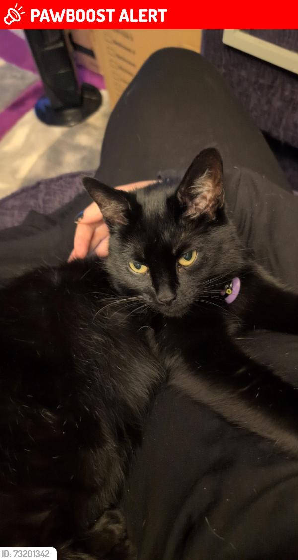 Lost Female Cat last seen Eastgate Shopping Centre, Laindon, England SS15 5ET