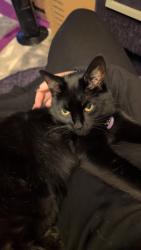 Lost Female Cat last seen Eastgate Shopping Centre, Laindon, England SS15 5ET
