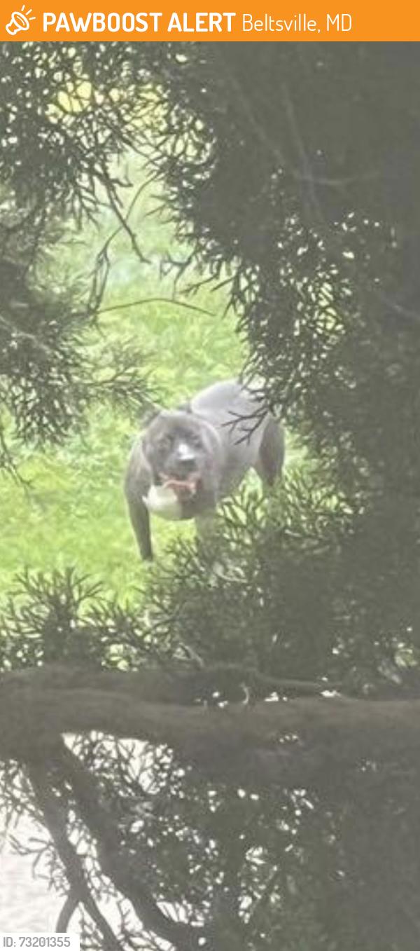 Found/Stray Male Dog last seen Near ammendale rd, Beltsville, MD 20705