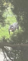 Found/Stray Male Dog last seen Near ammendale rd, Beltsville, MD 20705