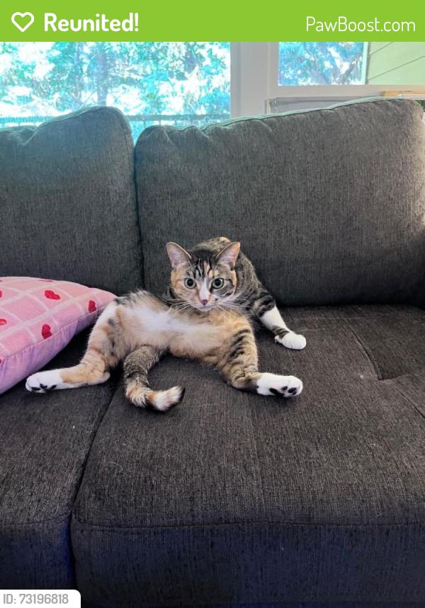 Reunited Female Cat last seen Commons at Sylvan Highlands, Portland, OR 97225