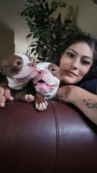 Reunited Unknown Dog last seen 38th and Eudora St, Denver, CO 80207