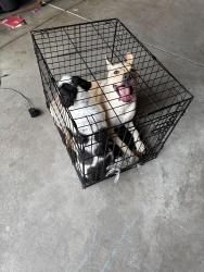 Reunited Female Dog last seen Reunion 104th, Commerce City, CO 80022