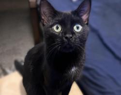 Reunited Male Cat last seen Belmont and Cedar, Manchester, NH 03103