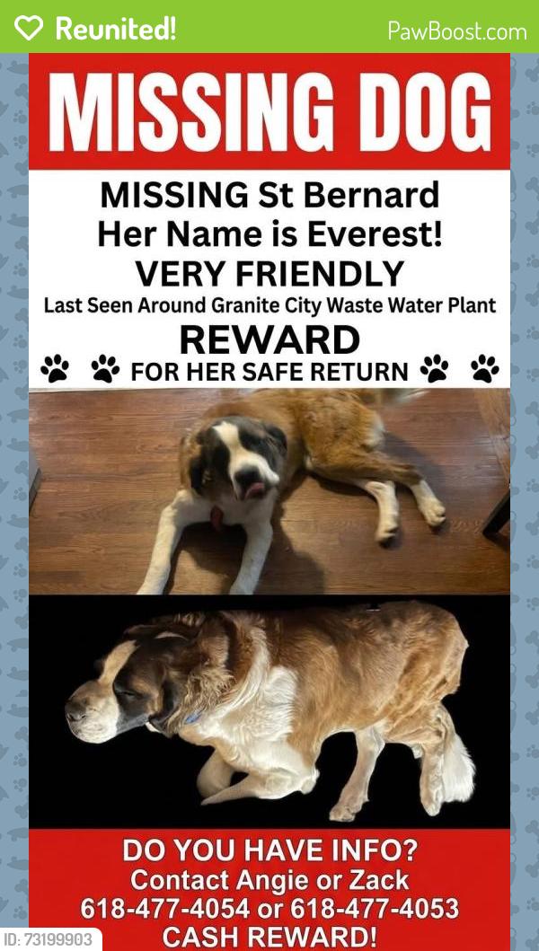Reunited Female Dog last seen Waste water plant, Granite City, IL 62040