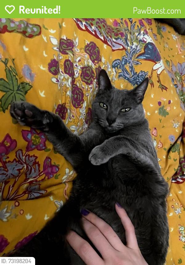 Reunited Female Cat last seen Balfour and Rosal, Oakland, CA 94610