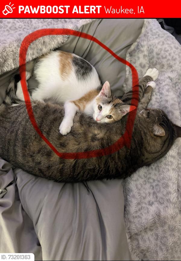 Lost Female Cat last seen University Ave and Grand Prairie Parkway, Waukee, IA 50263