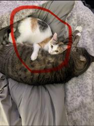 Lost Female Cat last seen University Ave and Grand Prairie Parkway, Waukee, IA 50263