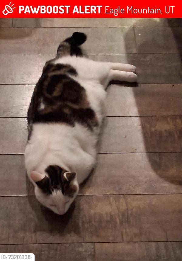 Lost Male Cat last seen Cory Wride memorial park, Eagle Mountain, UT 84005