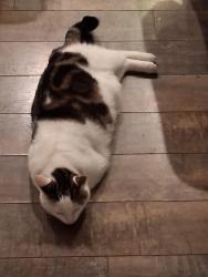 Lost Male Cat last seen Cory Wride memorial park, Eagle Mountain, UT 84005