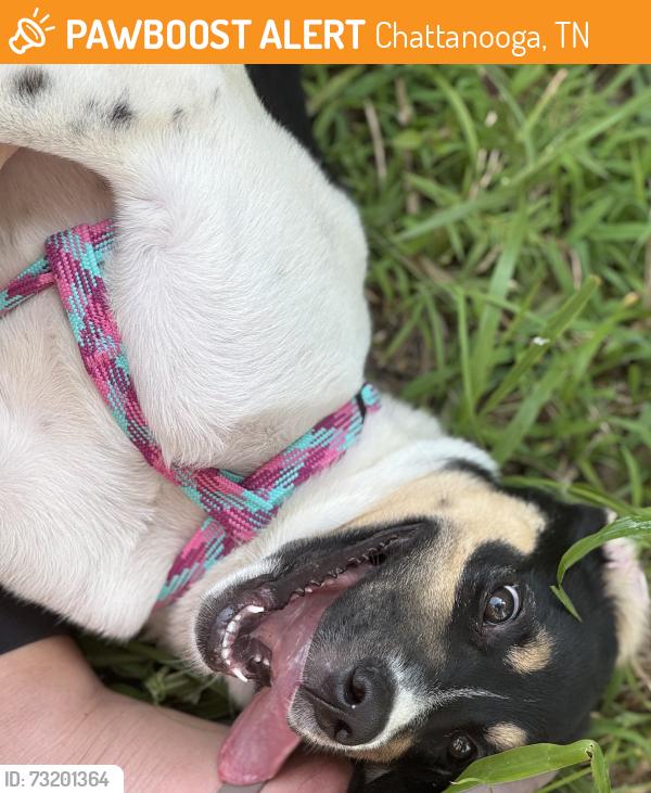 Found/Stray Female Dog last seen Waffle hse, Chattanooga, TN 37416