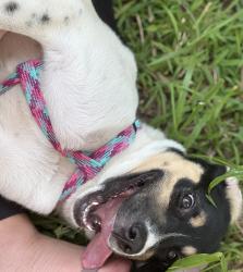 Found/Stray Female Dog last seen Waffle hse, Chattanooga, TN 37416