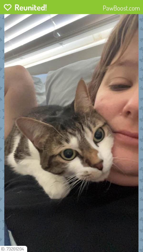Reunited Female Cat last seen Verandah Park Community on Old 441, Tavares, FL 32778