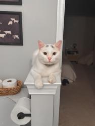 Reunited Male Cat last seen Susan Leslie Dr Ashburn, VA 20147 United States, Ashburn, VA 20147