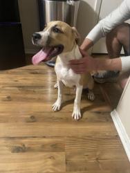 Found/Stray Male Dog last seen Gorman and Hildring, Fort Worth, TX 76132