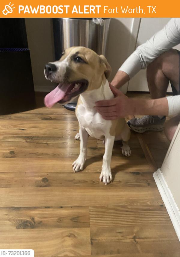 Found/Stray Male Dog last seen Gorman and Hildring, Fort Worth, TX 76132