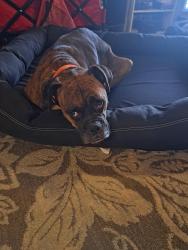 Reunited Male Dog last seen Huebner rd, San Antonio, TX 78230