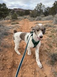Lost Female Dog last seen Pleasantville, PA, Tionesta, PA 16353