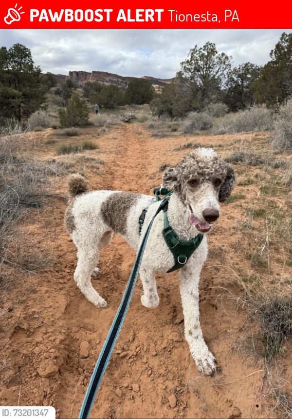 Lost Female Dog last seen Pleasantville, PA, Tionesta, PA 16353