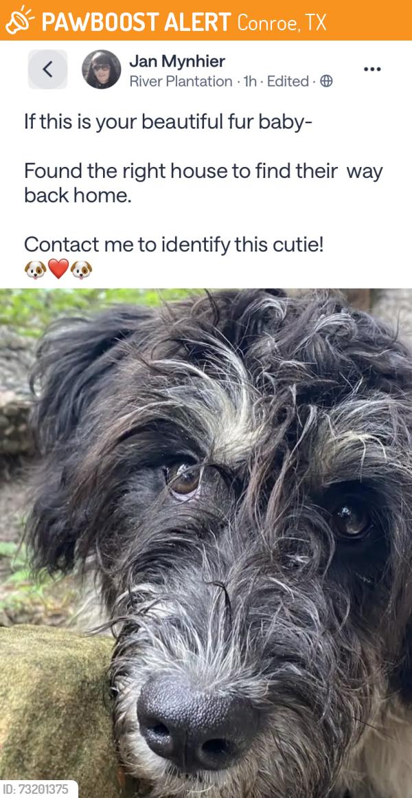 Found/Stray Unknown Dog last seen River Plantation, Conroe, TX 77301