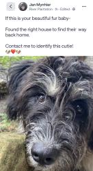 Found/Stray Unknown Dog last seen River Plantation, Conroe, TX 77301