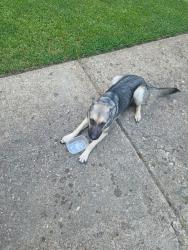 Found/Stray Male Dog last seen Ivy and Helene, Memphis, TN 38117