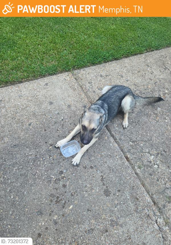 Found/Stray Male Dog last seen Ivy and Helene, Memphis, TN 38117