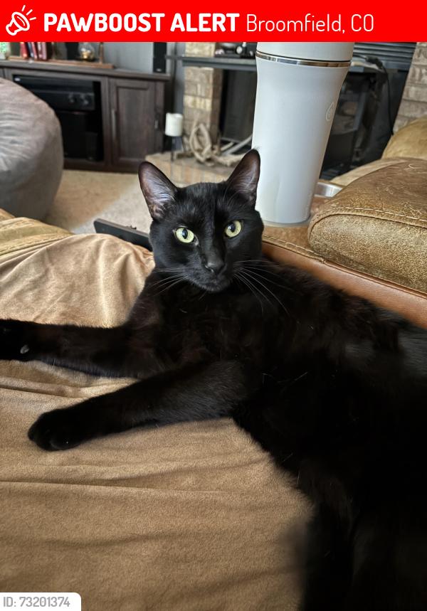 Lost Male Cat last seen 128th and Lowell, Broomfield, CO 80020