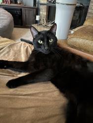 Lost Male Cat last seen 128th and Lowell, Broomfield, CO 80020