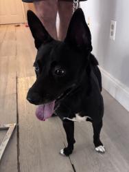 Reunited Male Dog last seen Near SW 72nd Way, Davie, FL 33314, USA, Davie, FL 33314