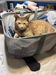 Lost Female Cat last seen Bushard / Adams, Huntington Beach, CA 92646