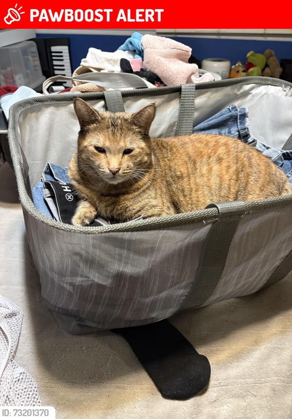 Lost Female Cat last seen Bushard / Adams, Huntington Beach, CA 92646