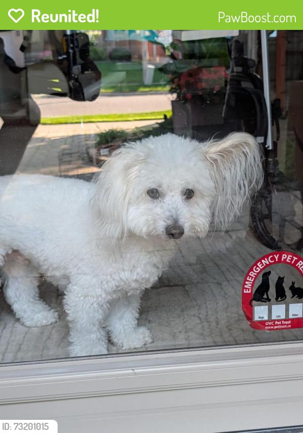 Reunited Male Dog last seen Walkers and Constable Henshaw Blvd, Burlington, ON 