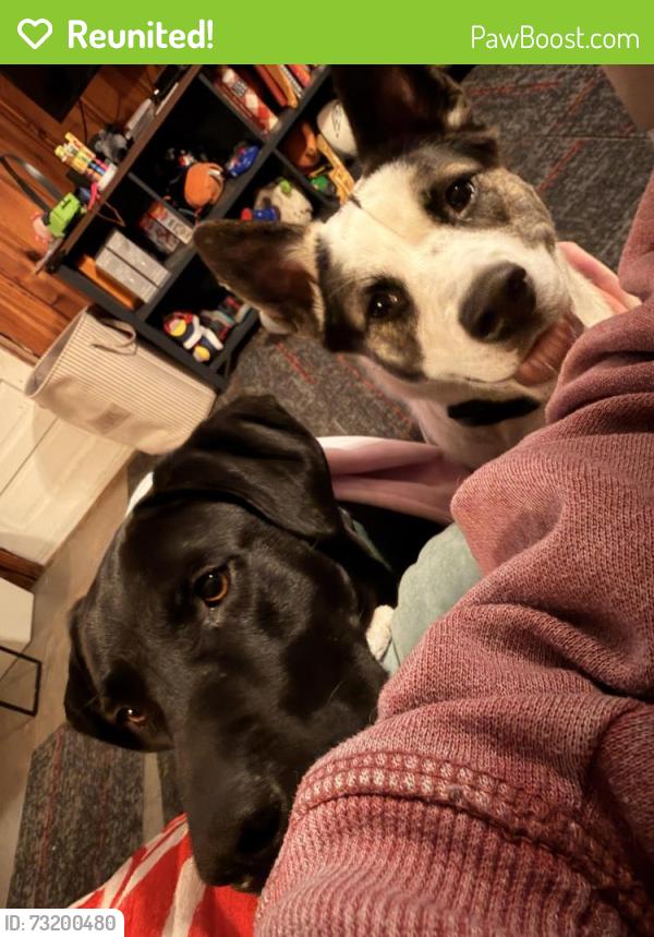 Reunited Female Dog last seen Near needs drive 29605, Greenville, SC 29605