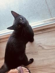 Found/Stray Male Cat last seen Crosstown, Andover, MN 55304