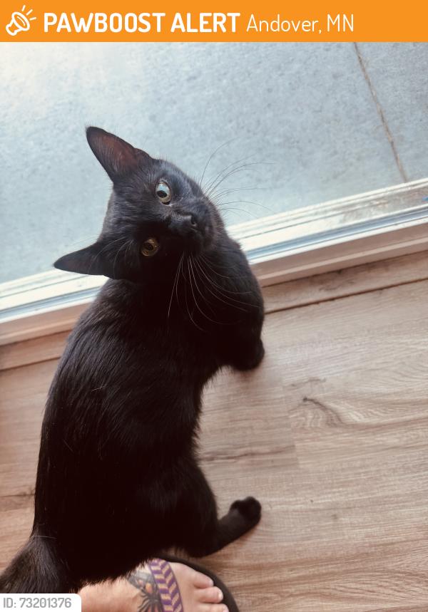 Found/Stray Male Cat last seen Crosstown, Andover, MN 55304