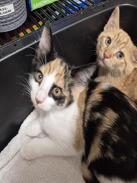Shelter Stray Female Cat last seen FREITAG WAY / PIRAIEUS CT, 9150 Union Park Way, Elk Grove, CA 95624, USA