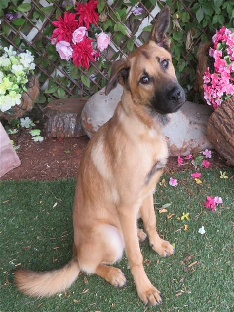 Shelter Stray Male Dog last seen , 2811 SE 29th St, Oklahoma City, OK 73129, USA