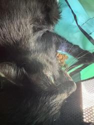 Shelter Stray Unknown Cat last seen Near BLOCK NW 3RD ST, OKLAHOMA CITY OK 73106, 2811 SE 29th St, Oklahoma City, OK 73129, USA