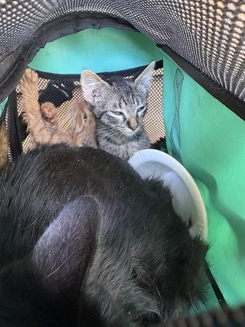 Shelter Stray Female Cat last seen Near BLOCK NW 3RD ST, OKLAHOMA CITY OK 73106, 2811 SE 29th St, Oklahoma City, OK 73129, USA