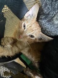 Shelter Stray Male Cat last seen Near BLOCK NW 3RD ST, OKLAHOMA CITY OK 73106, 2811 SE 29th St, Oklahoma City, OK 73129, USA