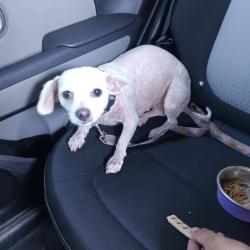 Reunited Female Dog last seen Tyler st and Indiana Ave by Planet Fitness, Riverside, CA 92503