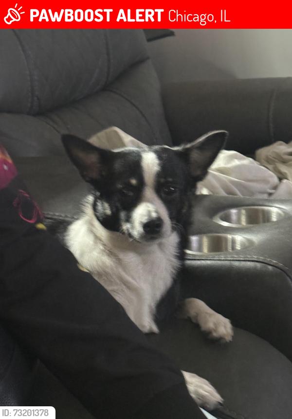 Lost Female Dog last seen 102nd Luella, Chicago, IL 60617