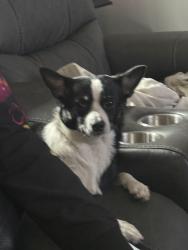 Lost Female Dog last seen 102nd Luella, Chicago, IL 60617