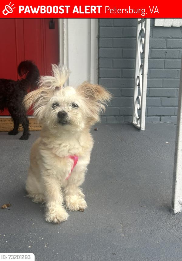 Lost Female Dog last seen N Carolina Ave and St James St, Petersburg, VA 23803