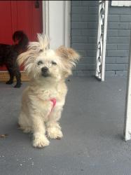Lost Female Dog last seen N Carolina Ave and St James St, Petersburg, VA 23803