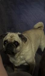 Reunited Male Dog last seen Arabian, Salem, OR 97317